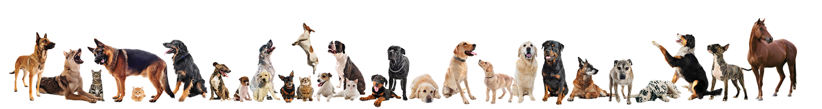 Collection of various pet breeds